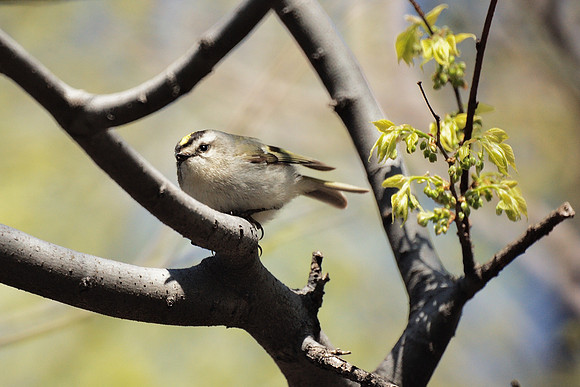 Golden-Crowned Kinglet, Central Park
