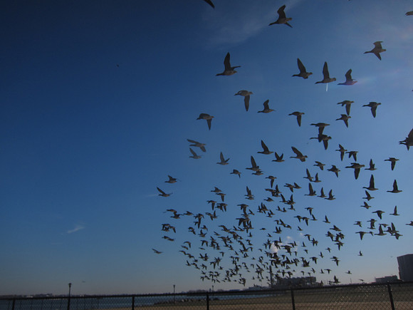 Brant taking off over Randall's Island
