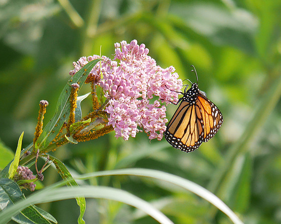 Monarch Butterfly, Hudson River Greenway near 26th Street