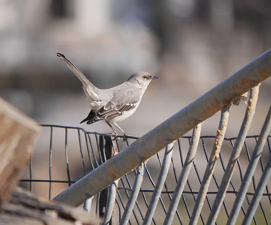 Northern Mockingbird, Central Park