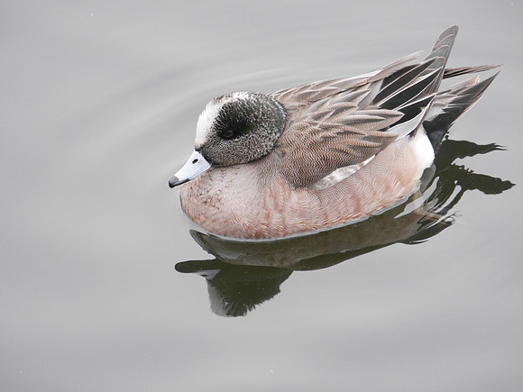 American Wigeon, Central Park Reservoir