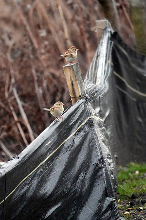 Field sparrows, Randall's Island