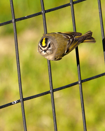Golden-Crowned Kinglet, Central Park