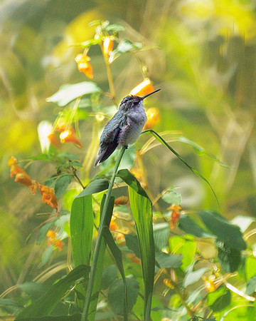 Ruby-Throated Hummingbird, Central Park