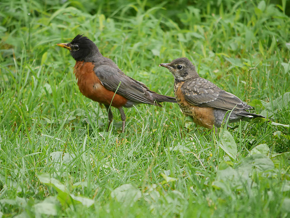 American Robin parent and fledgling, Central Park