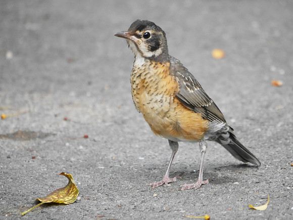 American Robin juvenile, Central Park