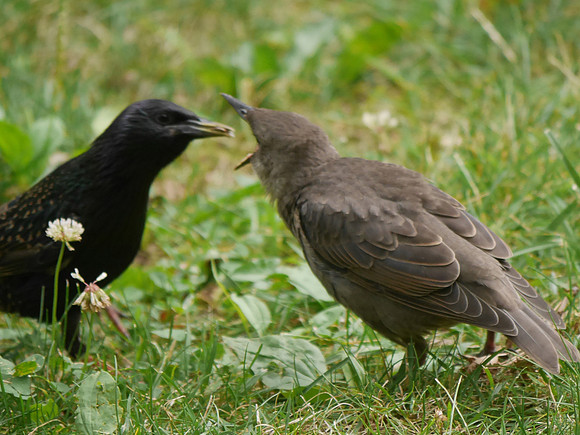 Starling parent and fledgling, Central Park
