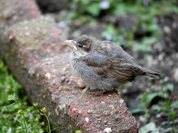 Fledgling House Sparrow, St. Bartholomew's Churchyard