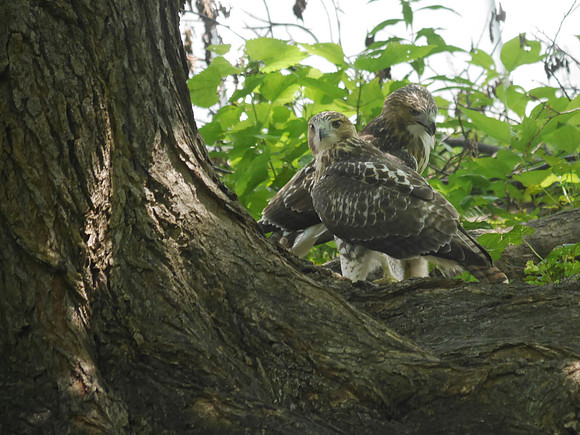 Fedgling Red-Tailed Hawks, Central Park