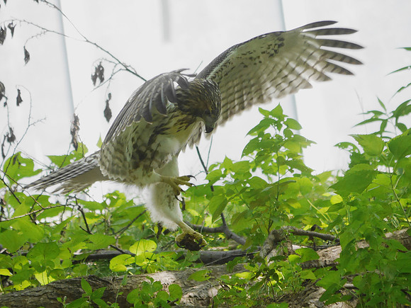 Fedgling Red-Tailed Hawk, Central Park