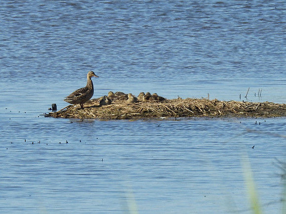 Mallard duck mama and ducklings, Jamaica Bay Wildlife Refuge