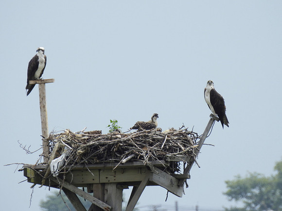 Osprey Family at home, Jamaica Bay Wildlife Refuge