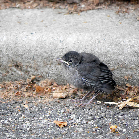 Fledgling Gray Catbird, Carl Schurz Park