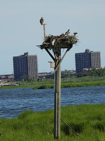 Osprey Family at home, Jamaica Bay Wildlife Refuge