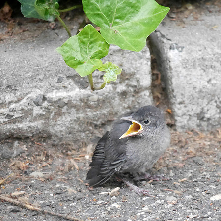 Fledgling Gray Catbird, Carl Schurz Park