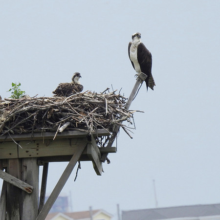 Osprey Family at home, Jamaica Bay Wildlife Refuge