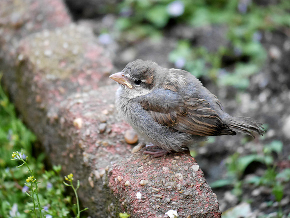 Fledgling House Sparrow, St. Bartholomew's Churchyard