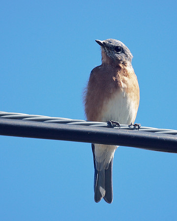 Eastern Bluebird, Greene County NY