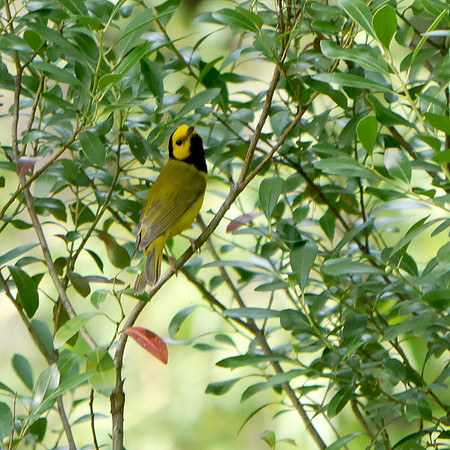 Hooded Warbler, Central Park