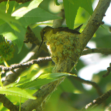 Ruby-Throated Hummingbird on nest, Central park