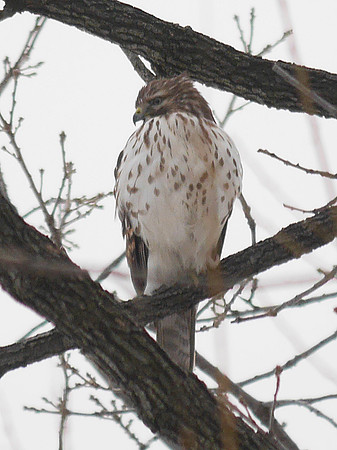 Buteo, Central Park