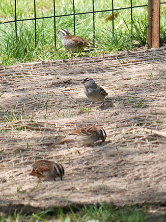 White-Crowned and White-Throated Sparrows, Central Park