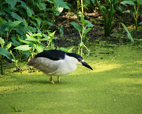 Black-Crowned Night Heron, Turtle Pond, Central Park