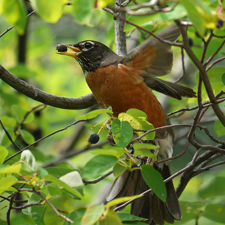 Robin eating berry, The Pond, Central Park