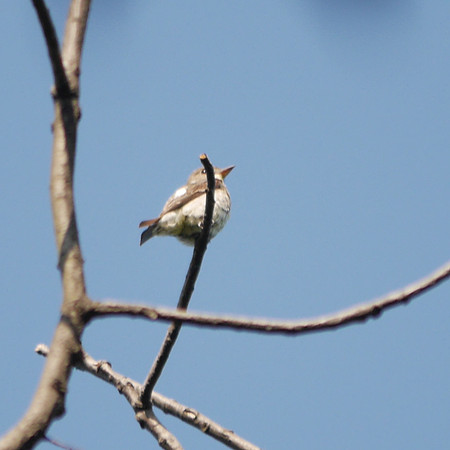 Olive-Sided Flycatcher, Azalea Pond