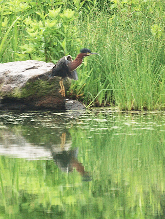 Green Heron, Turtle Pond