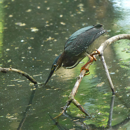 Green Heron, Azalea Pond, Central Park