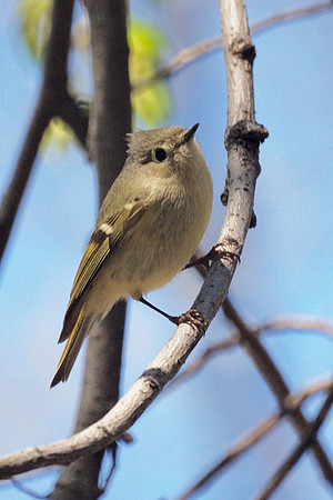 Ruby-Crowned Kinglet