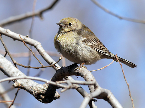Pine Warbler, Central Park