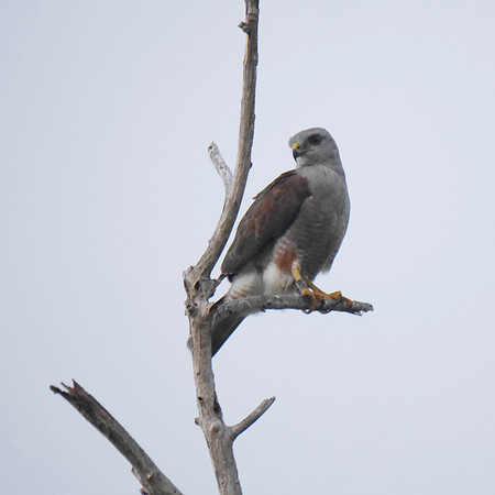 Ridgeway's Hawk, Punta Cana DR