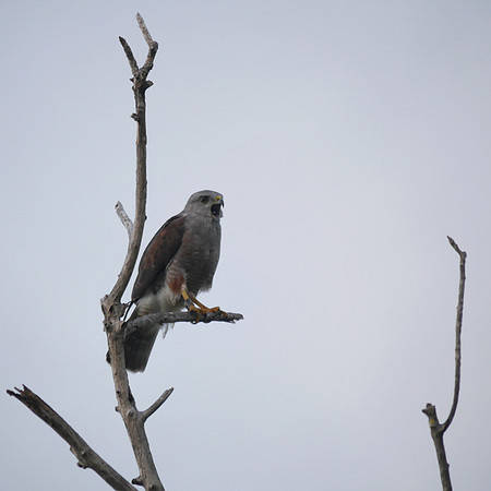 Ridgeway's Hawk, Punta Cana DR