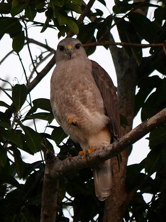 Ridgeway's Hawk, Punta Cana DR