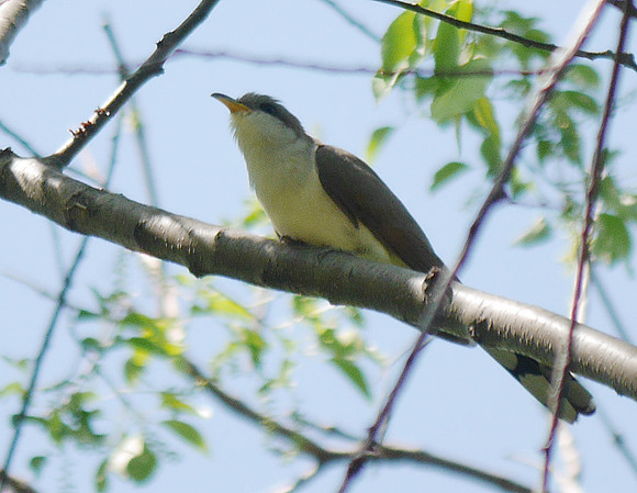 Yellow-Billed Cuckoo, Central Park