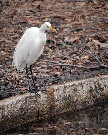 Great Egret, Turtle Pond, Central Park