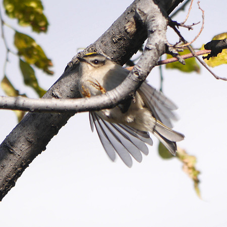 Golden-Crowned Kinglet, Randall's Island
