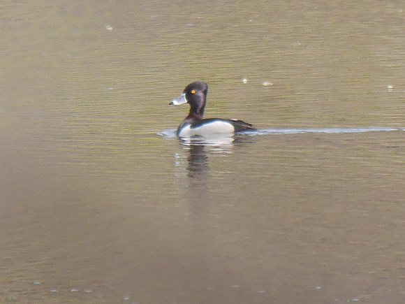 Ring-Necked Duck, Van Cortlandt Park
