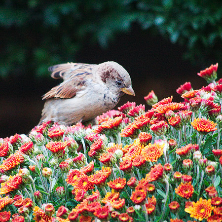 House Sparrow, NY Public Library, Fifth Avenue