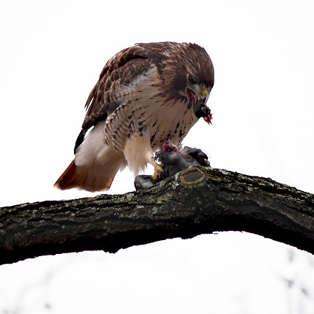 Red-Tailed Hawk eating a pigeon, Central Park
