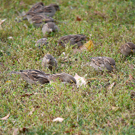 Dickcissel and House Sparrows