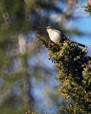 Northern Mockingbird, Central Park
