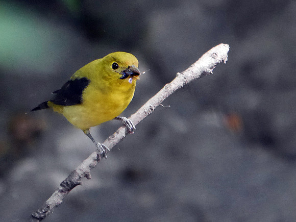 Scarlet Tanager and lunch, Central Park