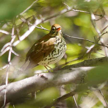 Wood Thrush, Central Park