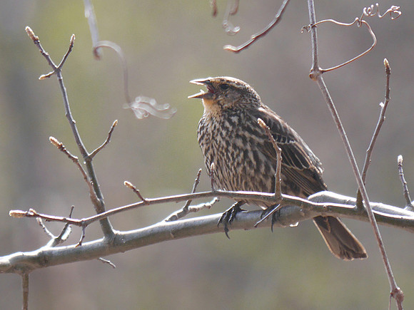 Female Red-Winged Blackbird calling, Van Cortlandt Park