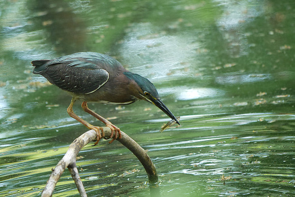 Green Heron, Azalea Pond, Central Park