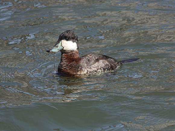 Ruddy Duck