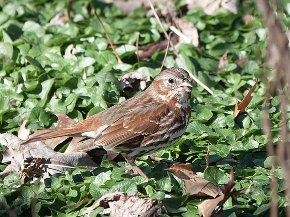 Fox Sparrow